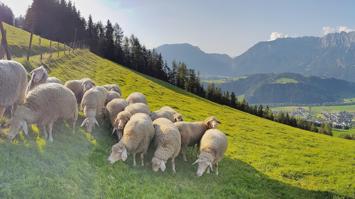 Schafe auf Almwiese