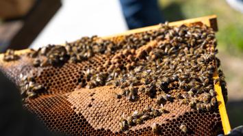 Zur Unterstüzung der Imker können auch digitale Daten bei einem Bienenstock erfasst werden