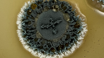 Ein filamentöser Pilz - Penicillium clavigerum
