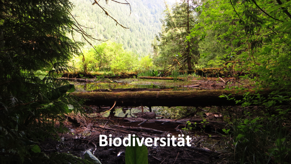 Ein verrottender Baumstamm im Wald als Sinnbild für Biodiversität