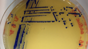 Ein gentechnisch verändertes Bakterium, das eine blaue Farbe produziert