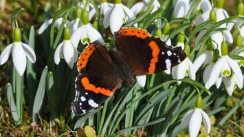 Biodiversität im Wandel: Wie viele Arten gibt es in Tirol?
