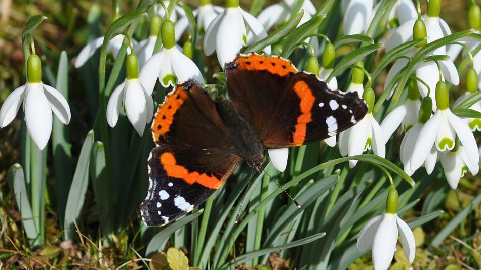 Biodiversität im Wandel: Wie viele Arten gibt es in Tirol?