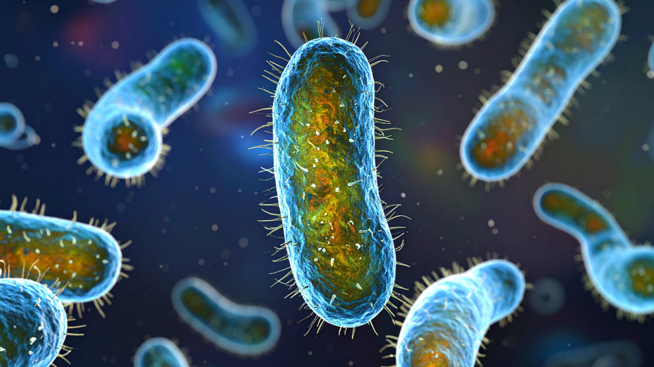 Könnten Mikroorganismen uns beim Mikroplastik-Problem helfen?