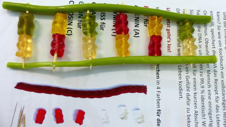 DNA-Aufbau mit Gummibärchen erklärt