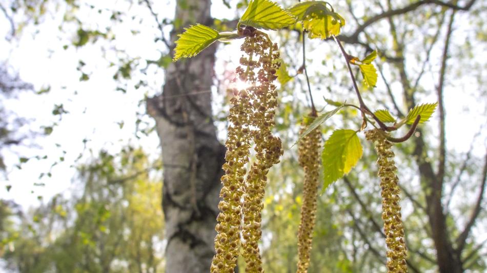 Pollen und Allergie: Alles zum Thema Pollenflug beim Pollenservice Wien