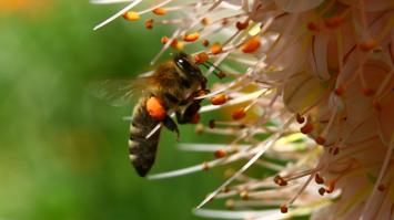 Biene bestäubt Blüte