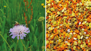 links: Biene auf Blume, rechts: viele Pollen
