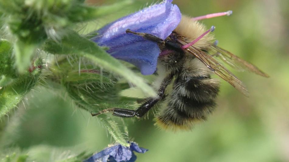 Ackerhummel beim Mittagessen im Natternkopf
