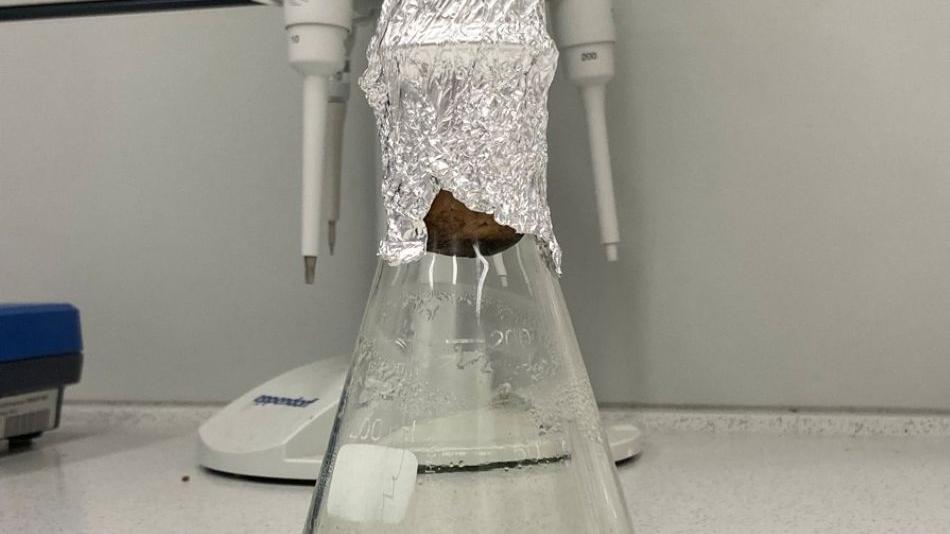 flüssige Algenkultur