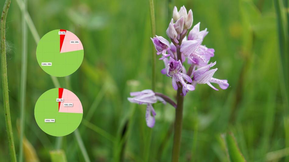 Orchis-militaris-Nassereith