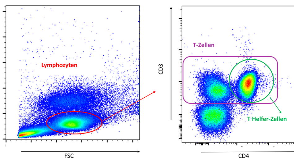 Diagramme Lymphozyten, T-Zellen und T-Helfer Zellen