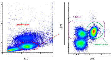 Diagramme Lymphozyten, T-Zellen und T-Helfer Zellen
