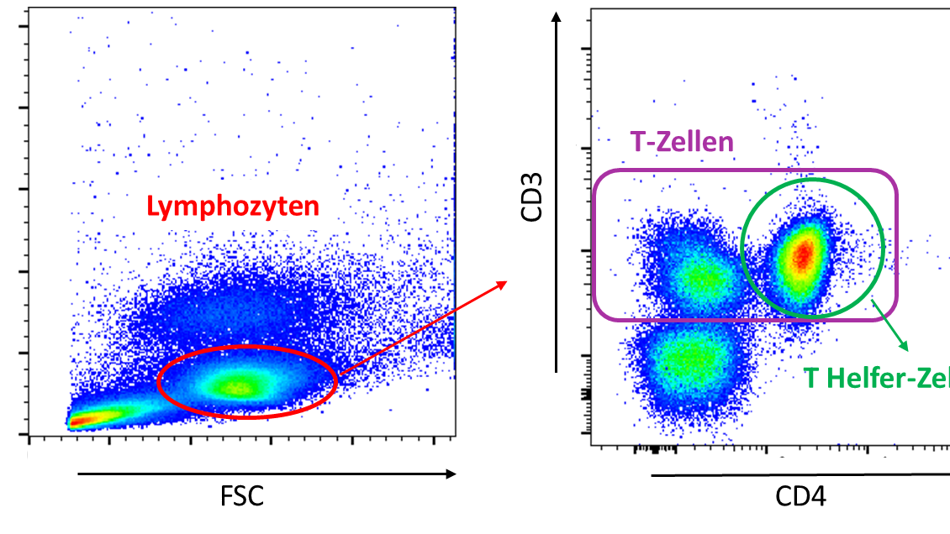 Immunsystem Diagramm zu Lymphozyten und T-Zellen