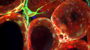 Mikroskopische Aufnahme Zellen