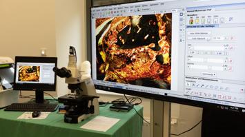 Mikroskopische Einblicke in histologische Schnitte