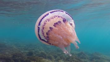 Eine Qualle im Wasser