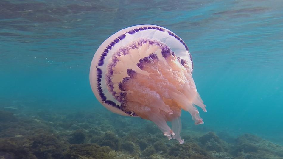 Eine Qualle im Wasser