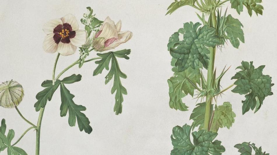 Detaillierte Zeichnung von Kräuter