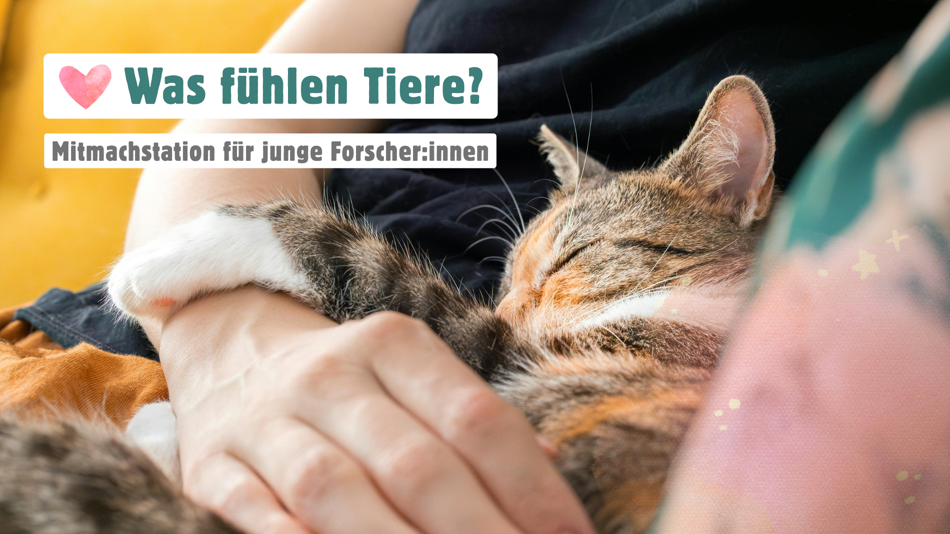 Kätzchen wird von Händen gehalten