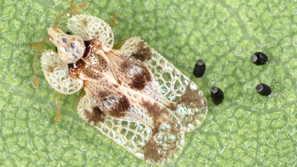 Eichennetzwanze in Großaufnahme