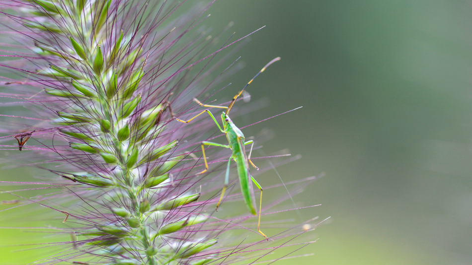 Das Bild zeigt eine Heuschrecke, die auf einem blühenden Grashalm sitzt.