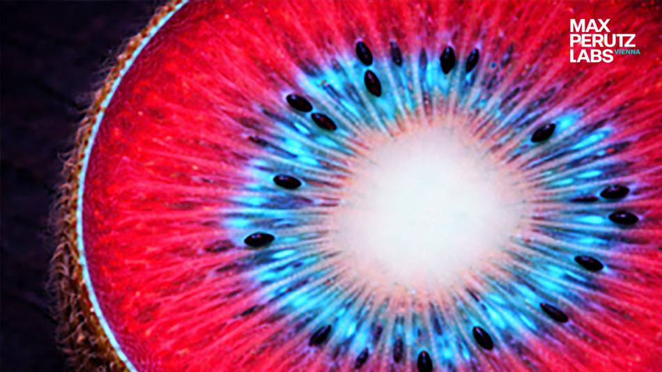 Fluoreszierende Kiwi