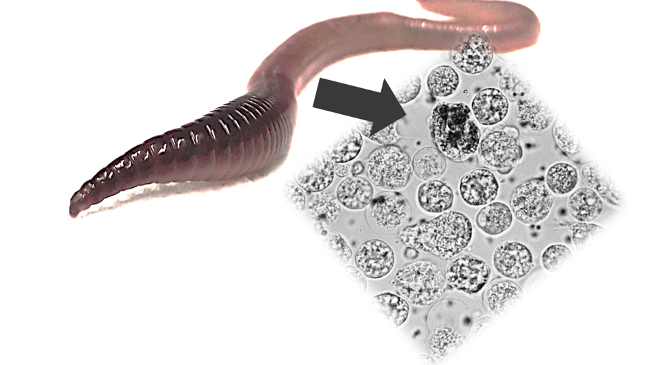 Regenwurm und Mikroskopbild