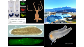 Collage: Modelltiere der Zoologie