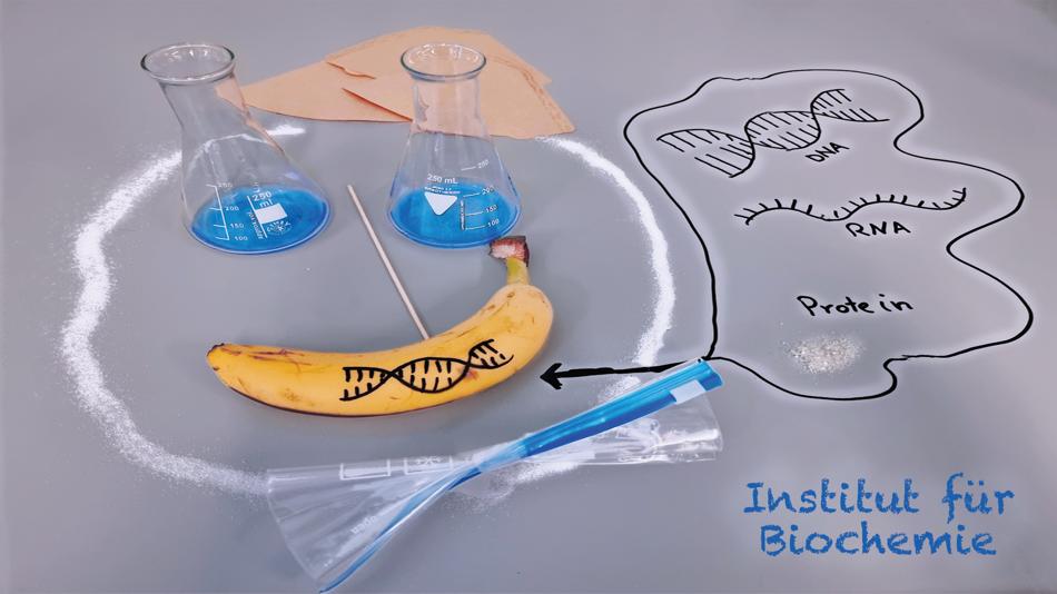 Bildliche kreative Darstellung zum Aufbau eines Proteins und von DNA