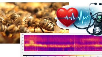 Akustische Überwachung und Diagnose von Bienenstöcken, Herzsignale und Maschinen.