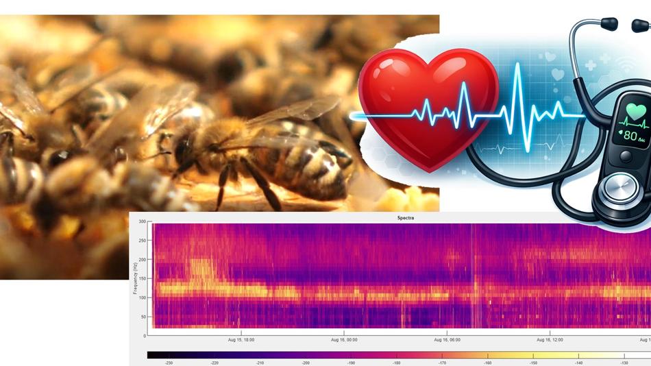 Akustische Überwachung und Diagnose von Bienenstöcken, Herzsignale und Maschinen.