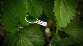 Sensor für Pflanzenstress-Messung