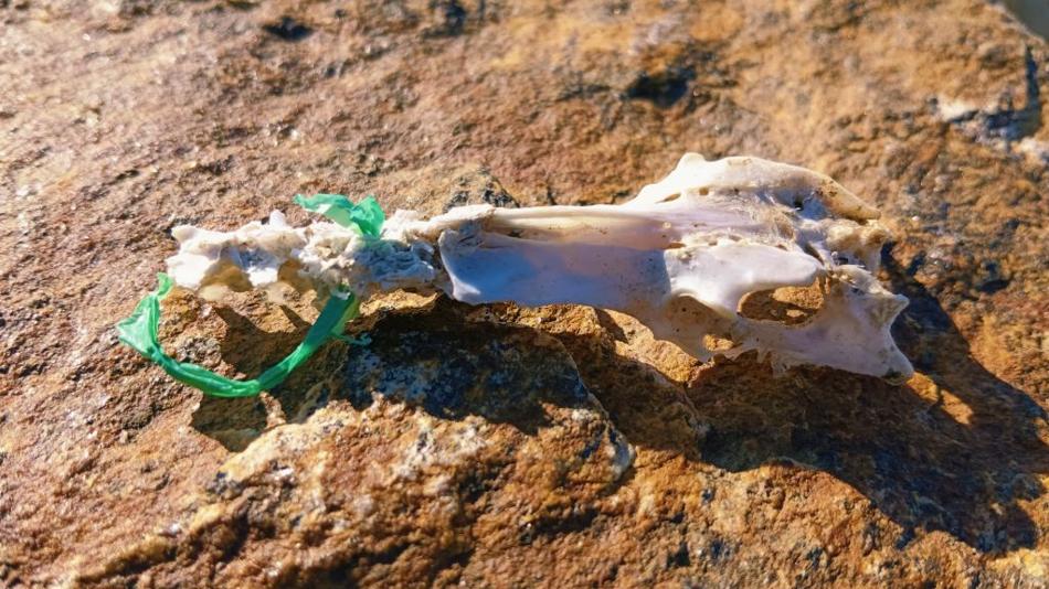 Beckenknochen eines Vogels aus der Antarktis mit Plastik