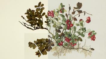 Preiselbeere (Vaccinium vitis-idaea)