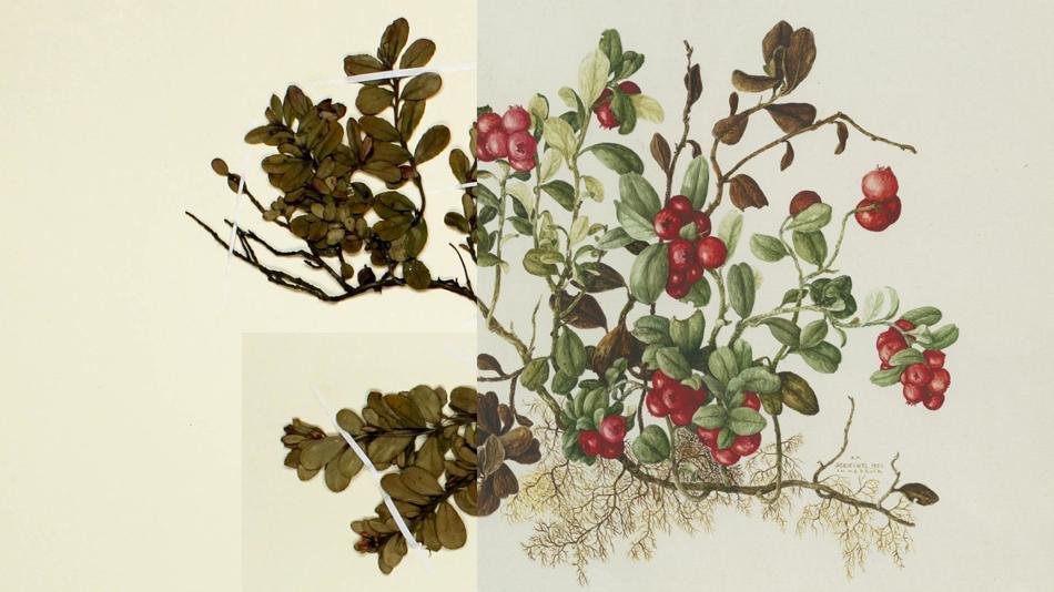 Preiselbeere (Vaccinium vitis-idaea)