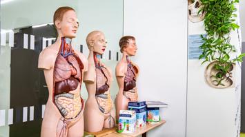 Wie funktioniert eigentlich unsere Verdauung?