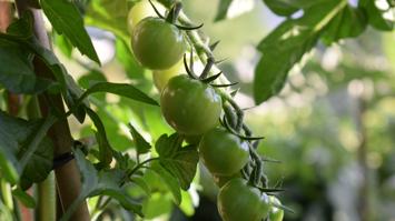 Vertikale Begrünung von grünen Tomaten