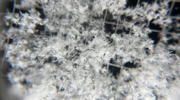 Schneekristalle unter der Lupe