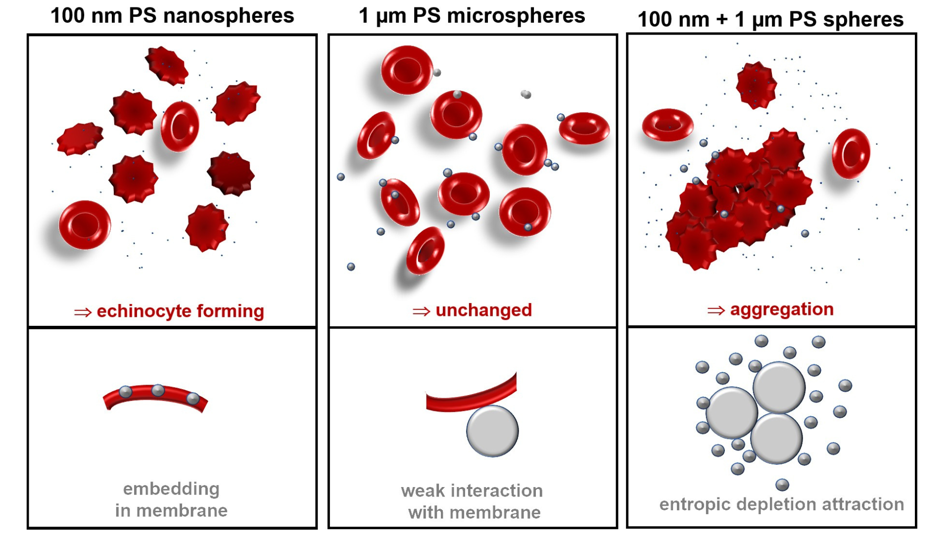 Schematische Darstellung von Interaktion von Nano- und Mikroplastikpartiklen mit roten Blutkörperchen