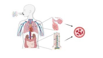 Created in BioRender. Henjakovic, M. (2025)