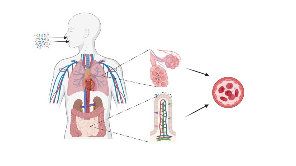 Created in BioRender. Henjakovic, M. (2025)
