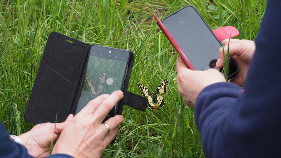 Schmetterling und zwei Handys