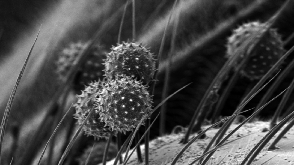 Pollenkörner zwischen Insektenhaaren