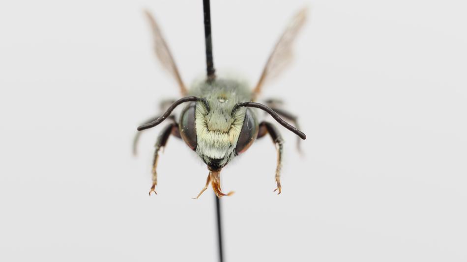 Dünen-Blattschneiderbiene