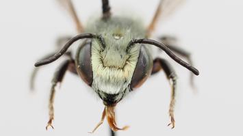 Dünen-Blattschneiderbiene