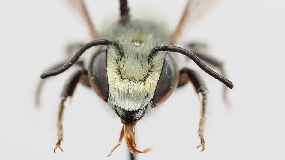 Dünen-Blattschneiderbiene