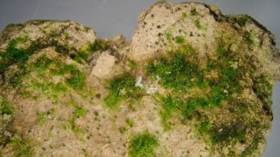 Wüstenboden mit Flechten