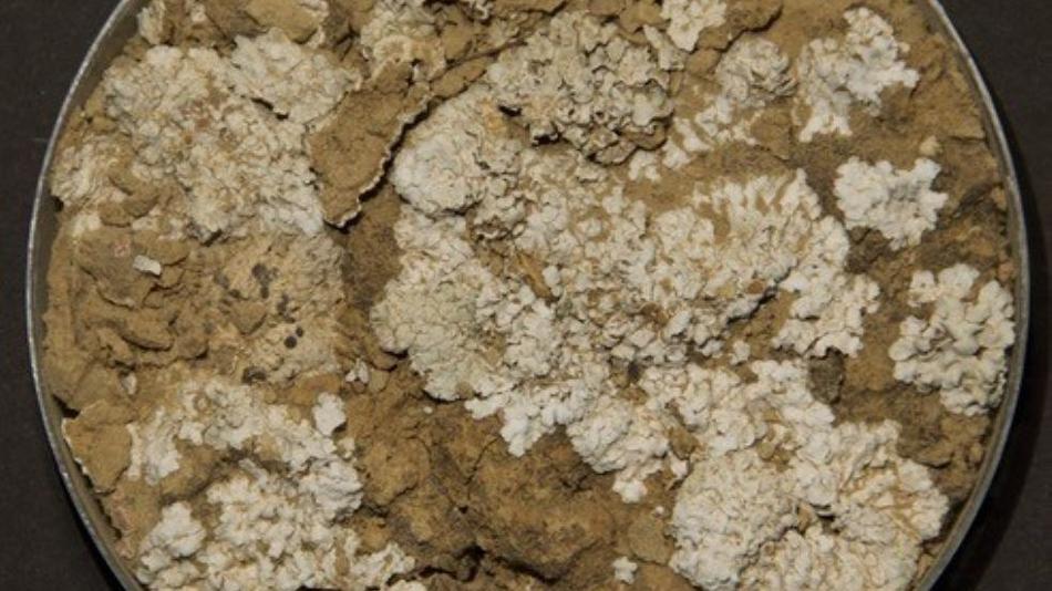 Wüstensand mit Krustenbildung