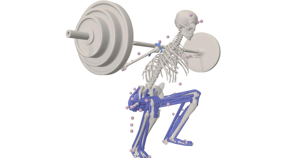 Muskuloskelettales Modell